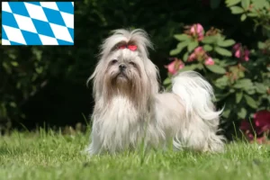 Read more about the article Shih Tzu-opdrættere og -hvalpe i Bayern