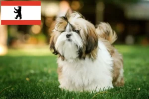 Read more about the article Shih Tzu opdrættere og hvalpe i Berlin