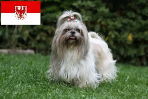 Read more about the article Shih Tzu opdrættere og hvalpe i Brandenburg