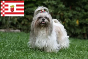 Read more about the article Shih Tzu opdrættere og hvalpe i Bremen