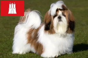 Read more about the article Shih Tzu opdrættere og hvalpe i Hamborg