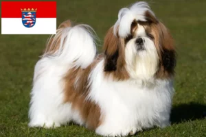 Read more about the article Shih Tzu opdrættere og hvalpe i Hessen