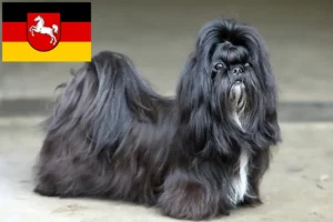 Read more about the article Shih Tzu opdrættere og hvalpe i Niedersachsen