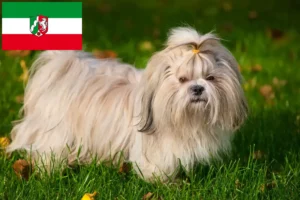 Read more about the article Shih Tzu opdrættere og hvalpe i Nordrhein-Westfalen