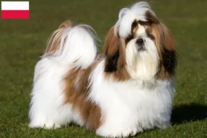 Read more about the article Shih Tzu opdrættere og hvalpe i Polen