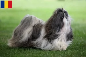 Read more about the article Shih Tzu opdrættere og hvalpe i Rumænien