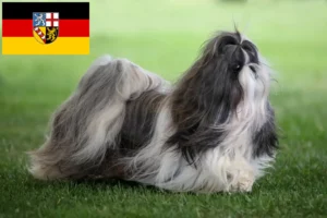 Read more about the article Shih Tzu opdrættere og hvalpe i Saarland