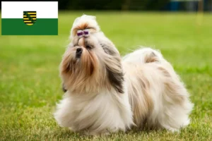 Read more about the article Shih Tzu-opdrættere og -hvalpe i Sachsen