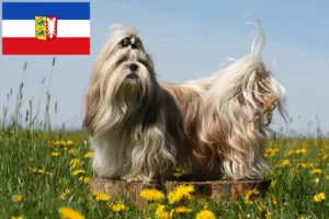 Read more about the article Shih Tzu-opdrættere og -hvalpe i Slesvig-Holsten