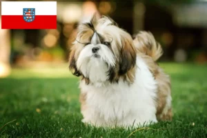 Read more about the article Shih Tzu opdrættere og hvalpe i Thüringen