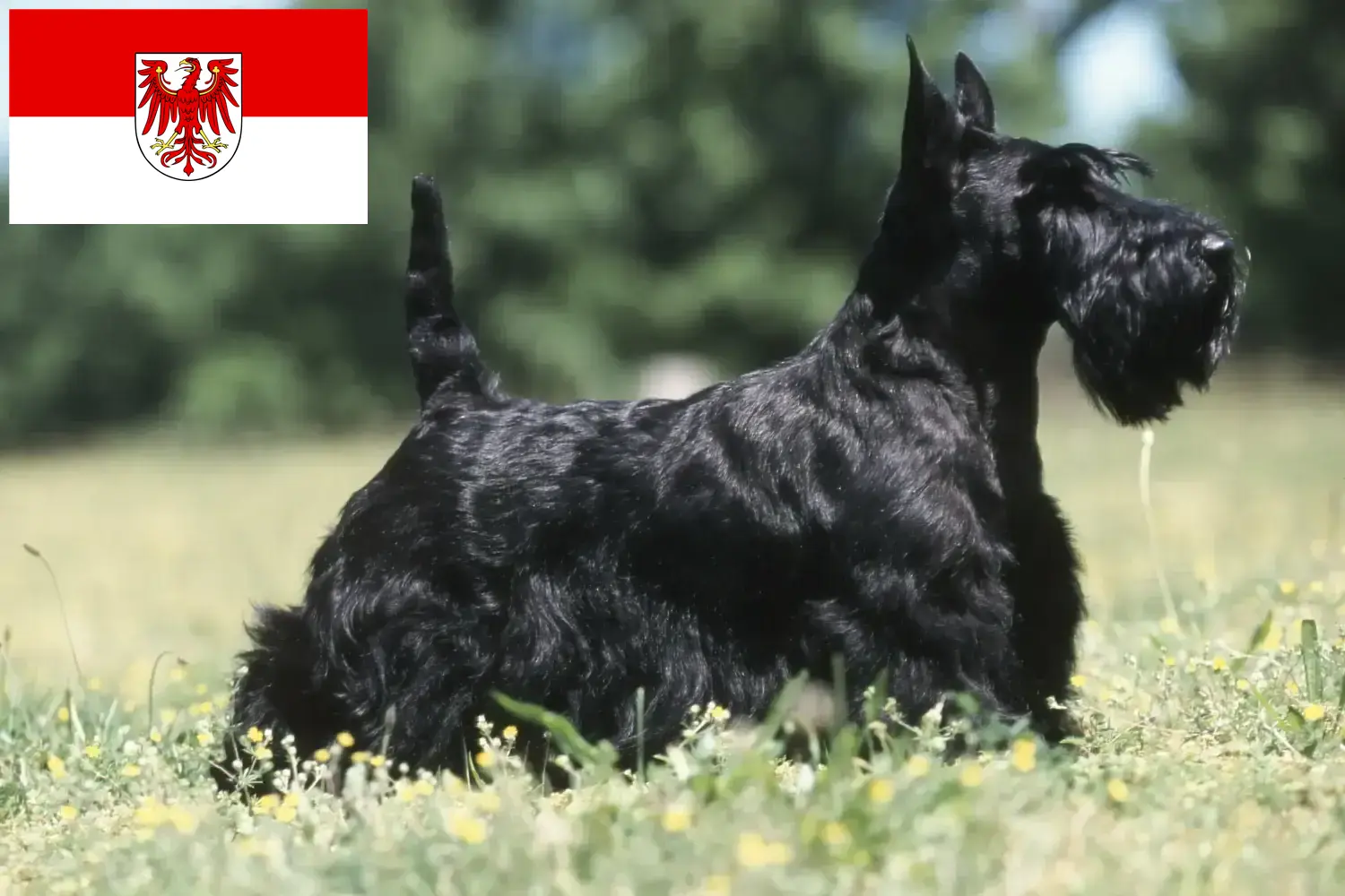 Read more about the article Scottish Terrier opdrættere og hvalpe i Brandenburg