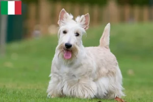 Read more about the article Scottish Terrier-opdrættere og hvalpe i Italien