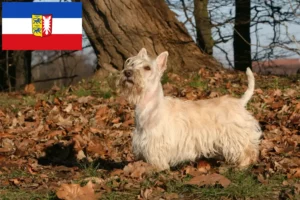 Read more about the article Scottish Terrier opdrættere og hvalpe i Slesvig-Holsten