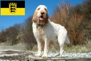 Read more about the article Spinone Italiano opdrættere og hvalpe i Baden-Württemberg