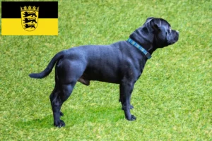 Read more about the article Staffordshire Bull Terrier opdrættere og hvalpe i Baden-Württemberg