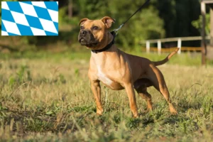 Read more about the article Staffordshire Bull Terrier opdrættere og hvalpe i Bayern