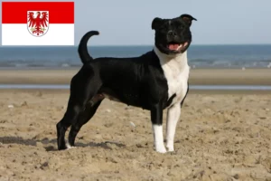 Read more about the article Staffordshire Bull Terrier opdrættere og hvalpe i Brandenburg