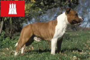 Read more about the article Staffordshire Bull Terrier opdrættere og hvalpe i Hamborg