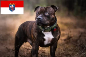 Read more about the article Staffordshire Bull Terrier opdrættere og hvalpe i Hessen