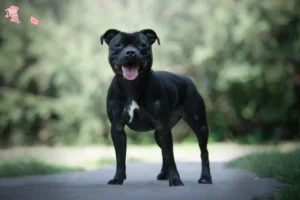 Read more about the article Staffordshire Bull Terrier opdrættere og hvalpe i Hovedstaden