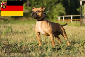 Read more about the article Staffordshire Bull Terrier opdrættere og hvalpe i Rheinland-Pfalz