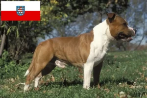 Read more about the article Staffordshire Bull Terrier opdrættere og hvalpe i Thüringen