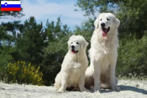 Read more about the article Tatra Sheepdog opdrættere og hvalpe i Slovenien