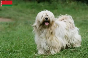 Read more about the article Tibetansk terrier opdrættere og hvalpe i Hviderusland