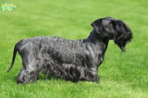 Read more about the article Tjekkisk terrier opdrætter og hvalpe i Midtjylland