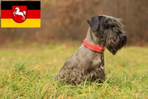 Read more about the article Tjekkisk terrier opdrætter og hvalpe i Niedersachsen