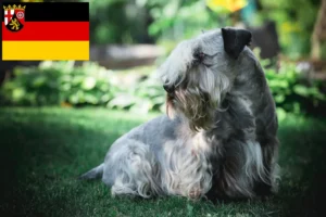 Read more about the article Opdrættere af tjekkisk terrier og hvalpe i Rheinland-Pfalz