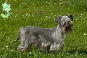 Read more about the article Tjekkisk terrier opdrætter og hvalpe i Sjælland