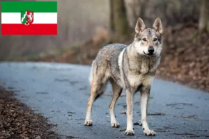 Read more about the article Tjekkoslovakisk ulvehundeopdrættere og hvalpe i Nordrhein-Westfalen