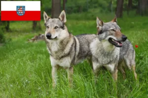 Read more about the article Tjekkoslovakisk ulvehundeopdrætter og hvalpe i Thüringen