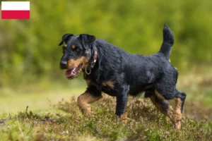 Read more about the article Tysk jagtterrier opdrætter og hvalpe i Polen