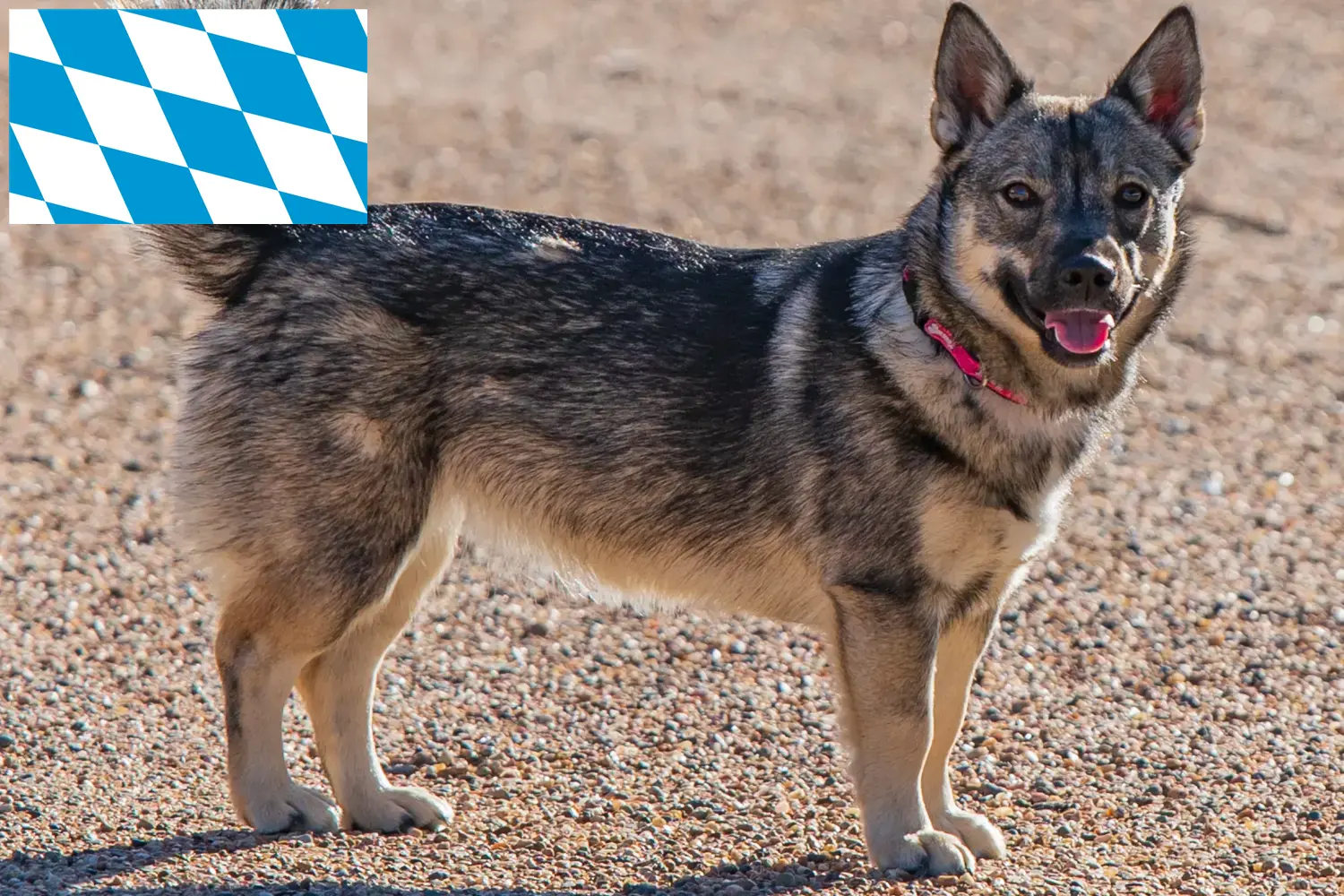 Read more about the article Västgötaspets opdrættere og hvalpe i Bayern