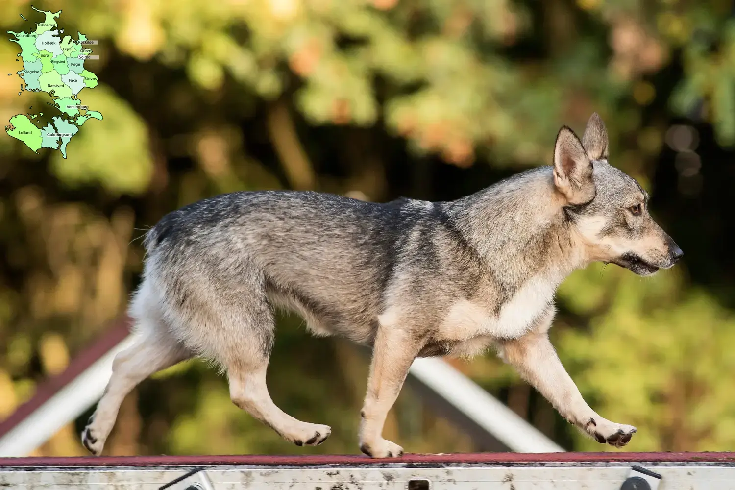 Read more about the article Västgötaspets opdrættere og hvalpe på Sjælland