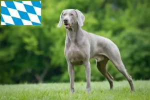 Read more about the article Weimaraner-opdrættere og hvalpe i Bayern