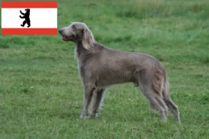 Read more about the article Weimaraner opdrættere og hvalpe i Berlin