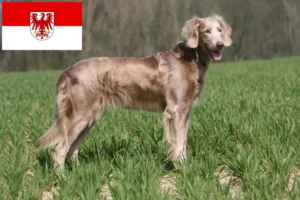 Read more about the article Weimaraner opdrættere og hvalpe i Brandenburg