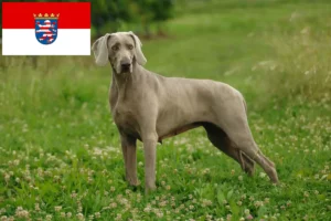 Read more about the article Weimaraner opdrættere og hvalpe i Hessen