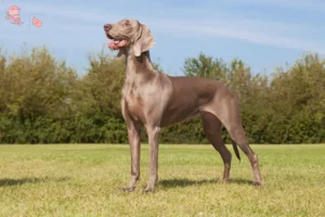 Read more about the article Weimaraner opdrættere og hvalpe i Hovedstaden