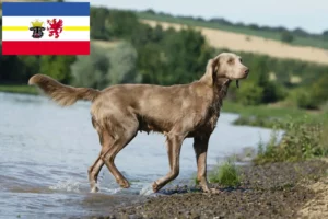 Read more about the article Weimaraner opdrættere og hvalpe i Mecklenburg-Vorpommern