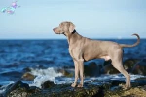 Read more about the article Weimaraner opdrættere og hvalpe i Nordjylland