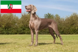 Read more about the article Weimaraner opdrættere og hvalpe i Nordrhein-Westfalen