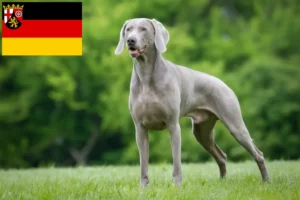 Read more about the article Weimaraner opdrættere og hvalpe i Rheinland-Pfalz