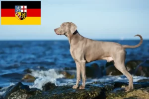 Read more about the article Weimaraner opdrættere og hvalpe i Saarland