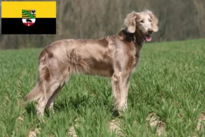 Read more about the article Weimaraner opdrættere og hvalpe i Sachsen-Anhalt