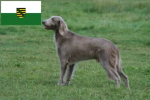 Read more about the article Weimaraner-opdrættere og hvalpe i Sachsen