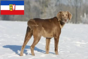 Read more about the article Weimaraner opdrættere og hvalpe i Slesvig-Holsten